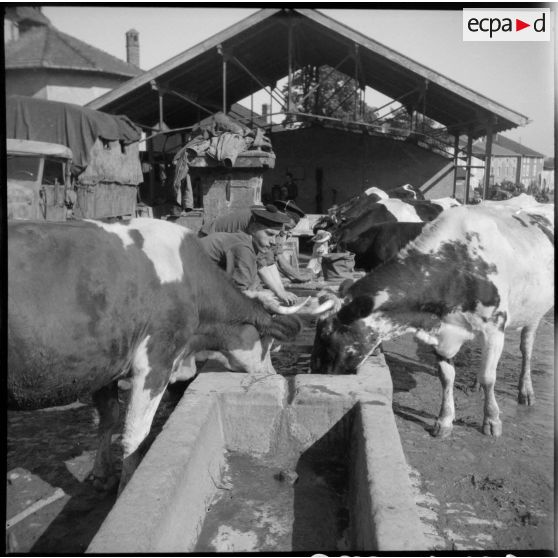 Des marins du Régiment blindé de fusiliers marins (RBFM) nettoient leurs effets au milieu des vaches.