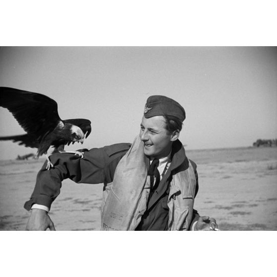 Portrait d'un pilote roumain et d'un faucon (oiseau) sur le bras.