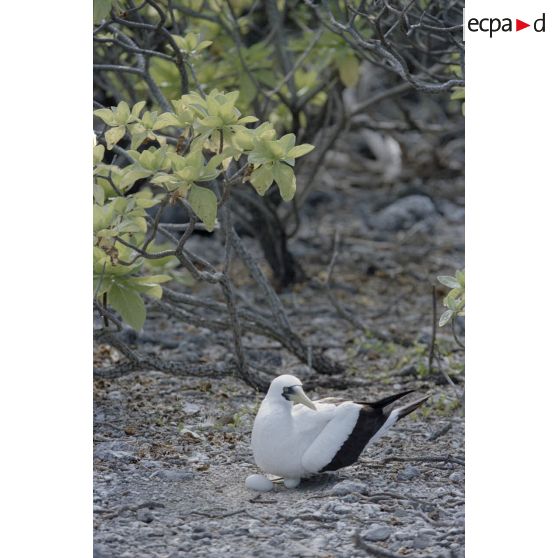De nombreux oiseaux ont élu domicile sur l'atoll de Fangataufa, ici un fou masqué ou kena.
