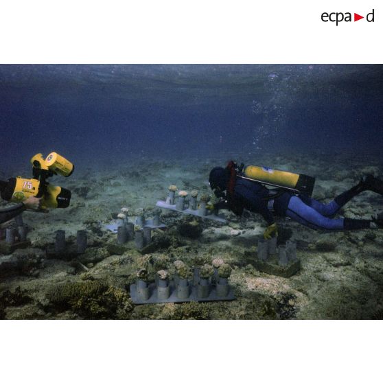 Vue sous-marine d'un plongeur-démineur du service mixte de surveillance radiologique et biologique de l'homme et de l'environnement (SMSRB) vérifiant la poussée des coraux marins dans les eaux de l'atoll de Moruroa, filmé par l'adjudant Robaston de l'ECPA, équipé d'une caméra sous-marine.
