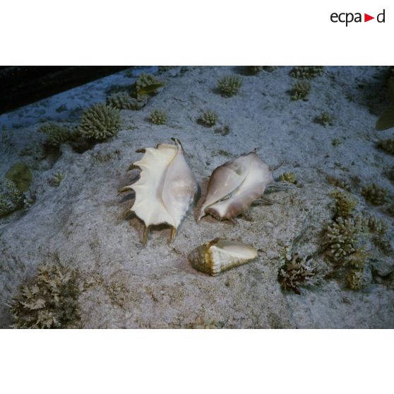 Vue sous-marine de coquillages Lambis des fonds aquatiques de l'atoll de Moruroa.