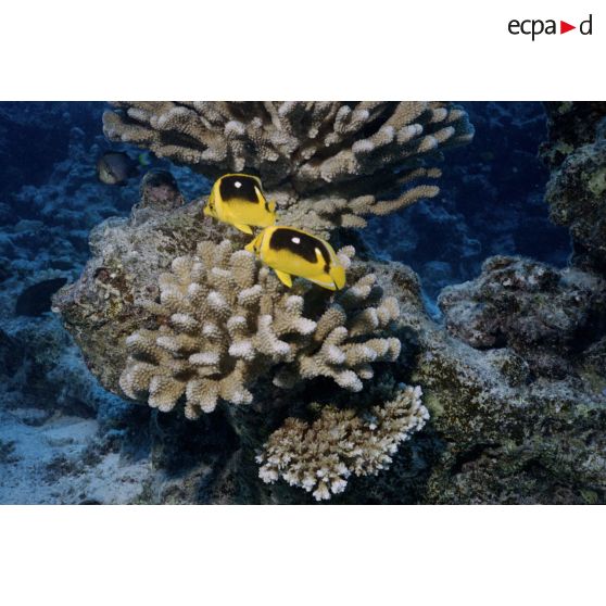 Vue sous-marine de poissons Papillon Chaetodon et des coraux des fonds aquatiques de l'atoll de Moruroa.