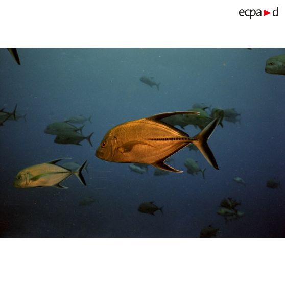 Vue sous-marine des poissons Carangue des fonds aquatiques de l'atoll de Moruroa.