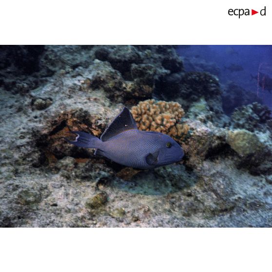 Vue sous-marine d'un poisson Baliste bleu et de coraux des fonds aquatiques de l'atoll de Moruroa.
