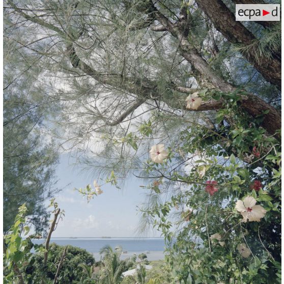 Paysage du fare de l'atoll d'Hao dans l'archipel des Tuamotu. Fleurs d'hibiscus.