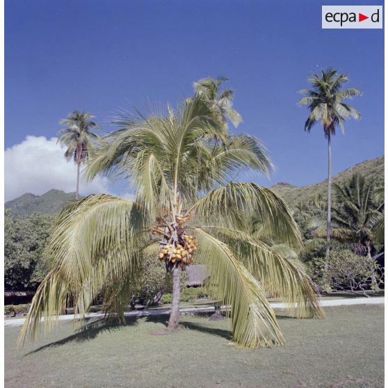 Cocotier de l'île de Moorea.