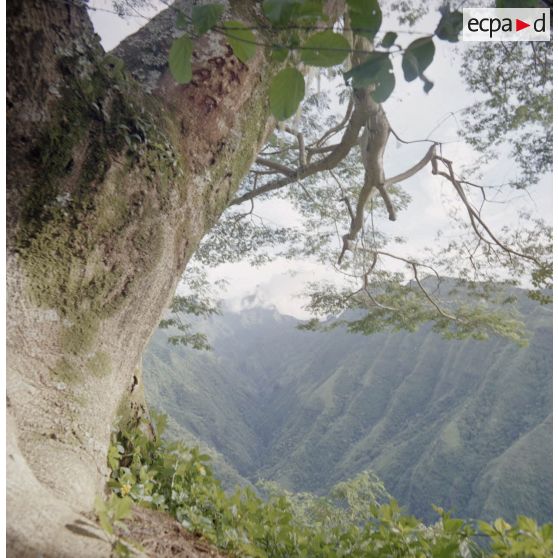 Paysage tahitien montagneux de l'intérieur des terres.