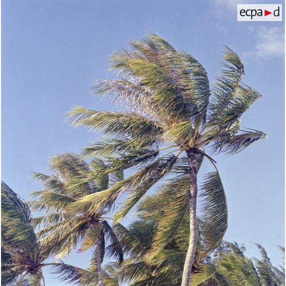 Palmiers sur fond de ciel bleu sur l'atoll de Moruroa.