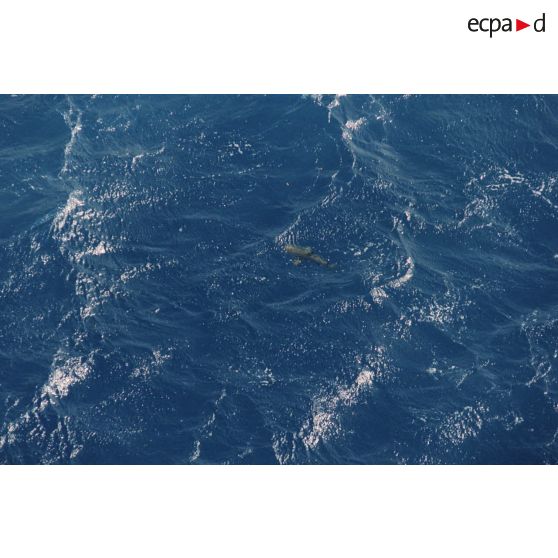 Vue aérienne du platier côté lagon de l'atoll une heure après le troisième tir souterrain Aepytos du 27 octobre 1995 lors de la dernière campagne d'essais nucléaires à Moruroa. Un requin.