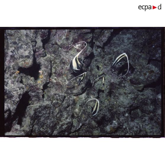 Vue sous-marine dans les eaux polynésiennes de l'océan Pacifique. Poissons Chirurgien dans les coraux.