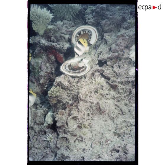 Vue sous-marine dans les eaux polynésiennes de l'océan Pacifique. Poisson Papillon et coquillage dans les coraux.