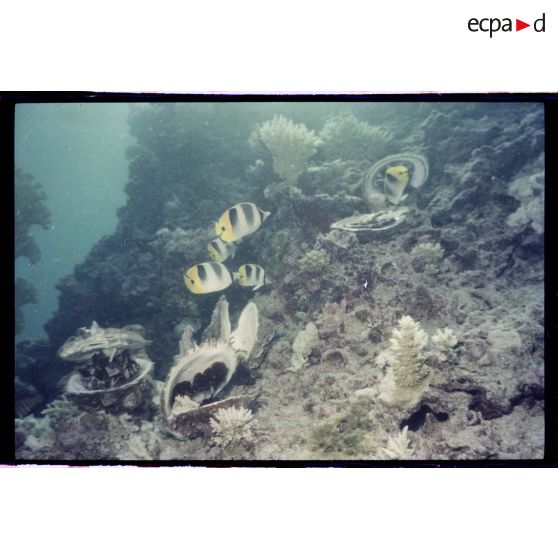 Vue sous-marine dans les eaux polynésiennes de l'océan Pacifique. Poissons Papillon et coquillages dans les coraux.