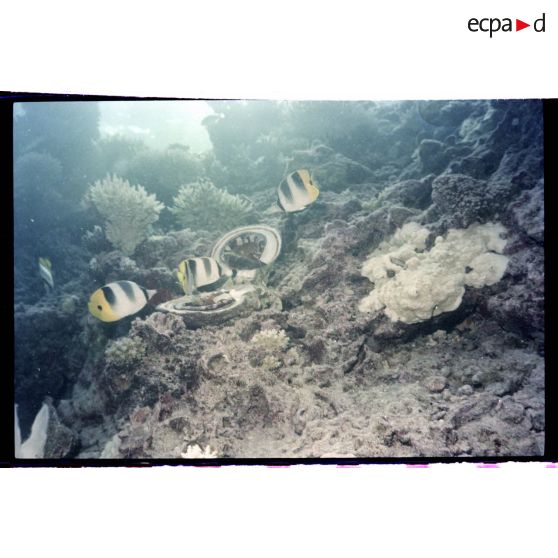Vue sous-marine dans les eaux polynésiennes de l'océan Pacifique. Poissons Papillon et coquillages dans les coraux.