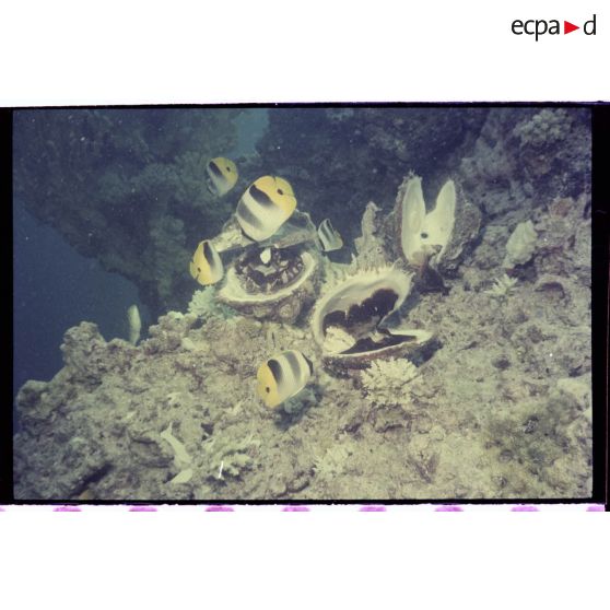 Vue sous-marine dans les eaux polynésiennes de l'océan Pacifique. Poissons Papillon et coquillages dans les coraux.