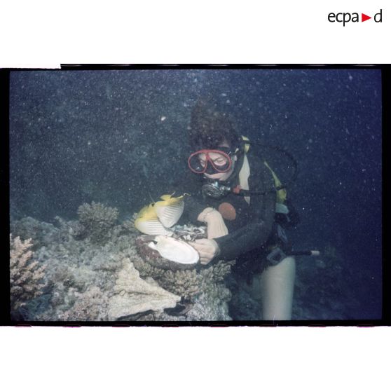 Vue sous-marine dans les eaux polynésiennes de l'océan Pacifique. Plongeuse, poissons Papillon et coquillage dans les coraux.