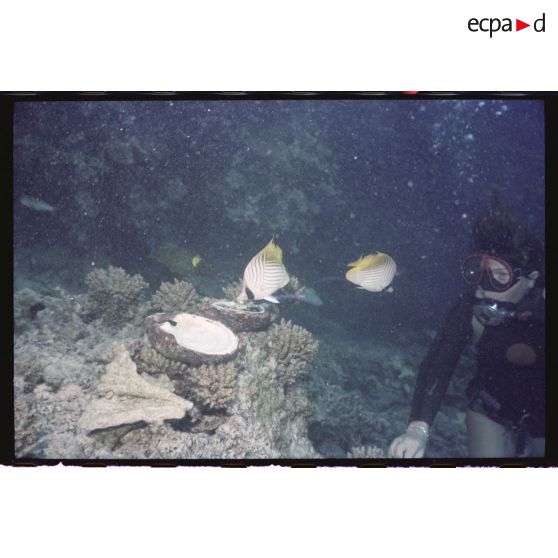 Vue sous-marine dans les eaux polynésiennes de l'océan Pacifique. Plongeuse, poissons Papillon et coquillage dans les coraux.