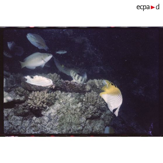 Vue sous-marine dans les eaux polynésiennes de l'océan Pacifique. Poissons Papillon et coquillage dans les coraux.