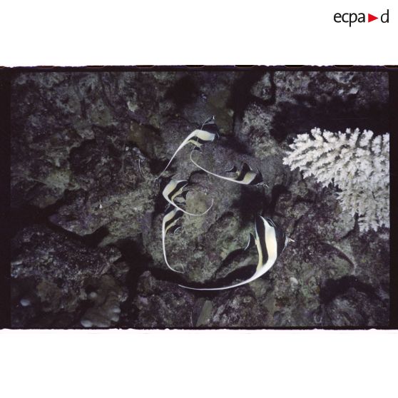 Vue sous-marine dans les eaux polynésiennes de l'océan Pacifique. Poissons Chirurgien dans les coraux.