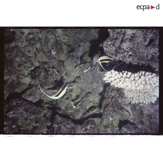 Vue sous-marine dans les eaux polynésiennes de l'océan Pacifique. Poissons Chirurgien dans les coraux.