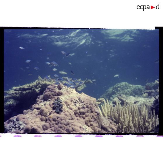 Vue sous-marine dans les eaux polynésiennes de l'océan Pacifique. Poissons et Bénitier géant dans les coraux.