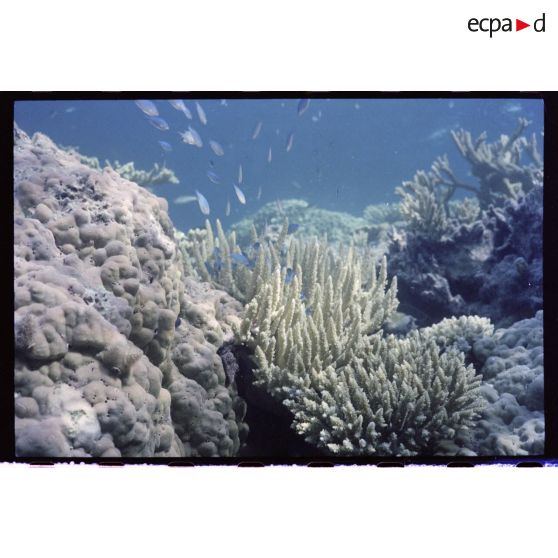 Vue sous-marine dans les eaux polynésiennes de l'océan Pacifique. Poissons dans les coraux.