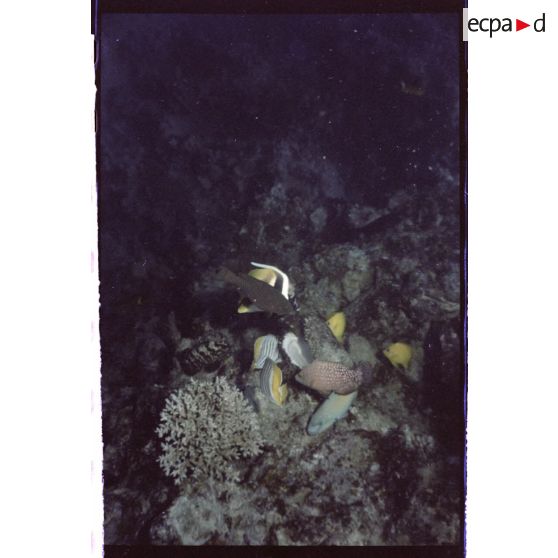 Vue sous-marine dans les eaux polynésiennes de l'océan Pacifique. Poissons Papillon dans les coraux.
