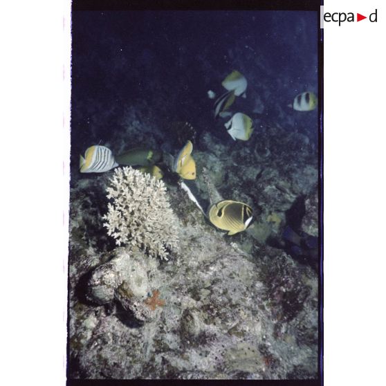 Vue sous-marine dans les eaux polynésiennes de l'océan Pacifique. Poissons Papillon dans les coraux.