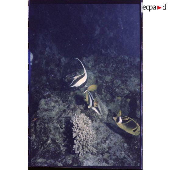 Vue sous-marine dans les eaux polynésiennes de l'océan Pacifique. Poissons Papillon et Chirurgien dans les coraux.