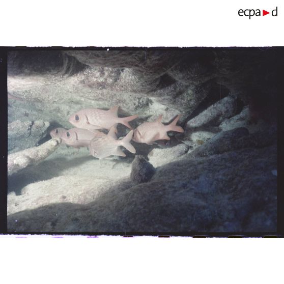 Vue sous-marine dans les eaux polynésiennes de l'océan Pacifique. Poissons Ange dans les coraux.