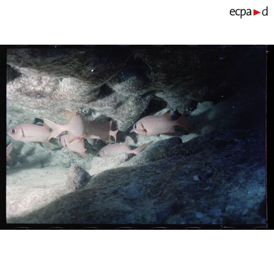 Vue sous-marine dans les eaux polynésiennes de l'océan Pacifique. Poissons Ange dans les coraux.