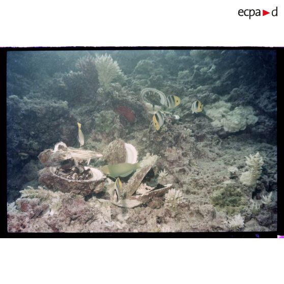 Vue sous-marine dans les eaux polynésiennes de l'océan Pacifique. Poissons Papillon et coquillages dans les coraux.