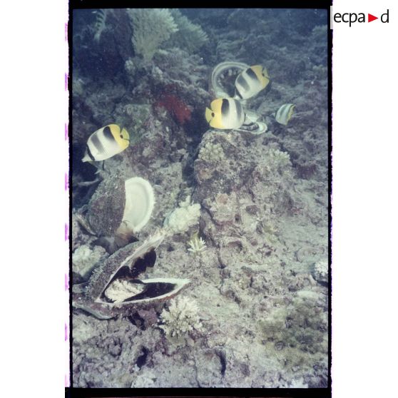 Vue sous-marine dans les eaux polynésiennes de l'océan Pacifique. Poissons Papillon et coquillages dans les coraux.