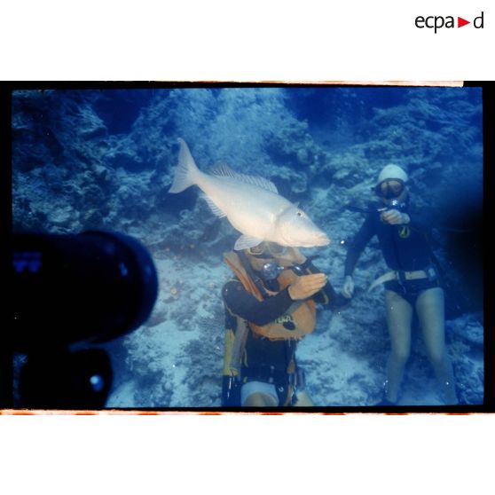 Vue sous-marine dans les eaux polynésiennes de l'océan Pacifique. Couple de plongeurs et poisson Perroquet dans les coraux.