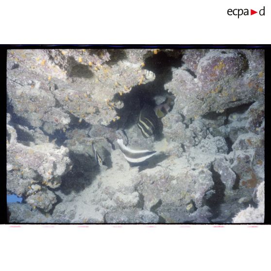 Vue sous-marine dans les eaux polynésiennes de l'océan Pacifique. Poissons Demoiselle dans les coraux.