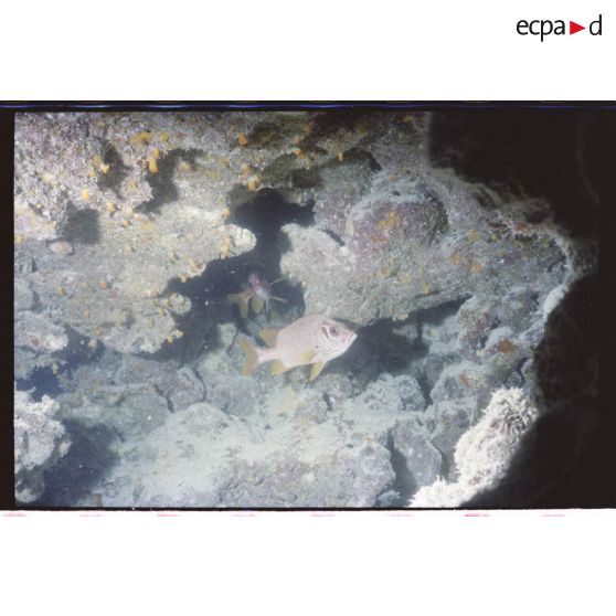 Vue sous-marine dans les eaux polynésiennes de l'océan Pacifique.  Poissons Demoiselle dans les coraux.