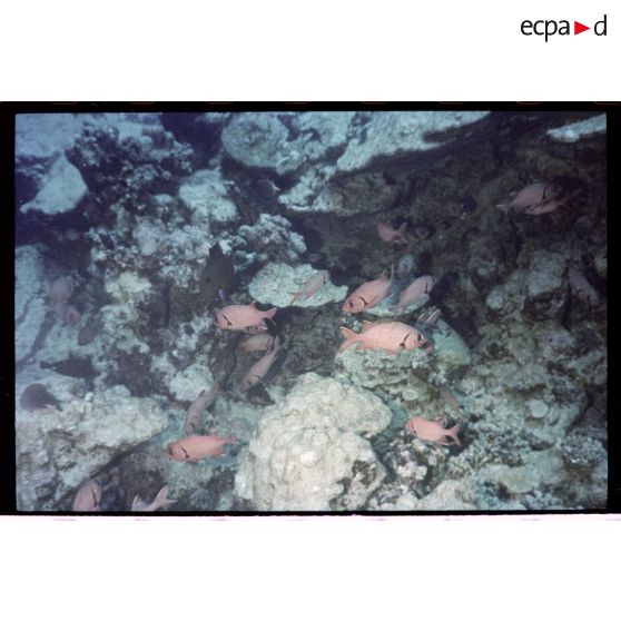 Vue sous-marine dans les eaux polynésiennes de l'océan Pacifique. Poissons Ange dans les coraux.