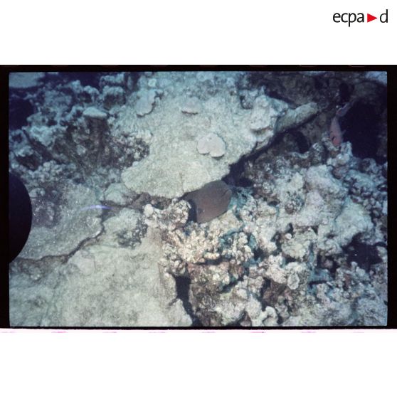 Vue sous-marine dans les eaux polynésiennes de l'océan Pacifique. Poisson Murène dans les coraux.