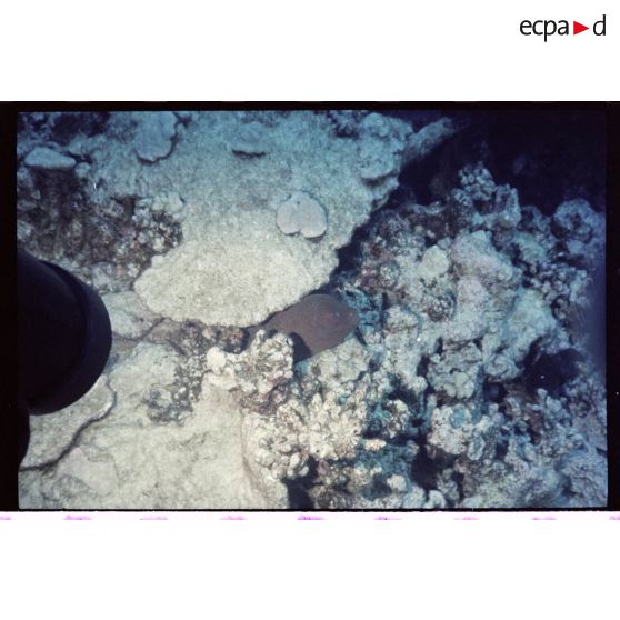 Vue sous-marine dans les eaux polynésiennes de l'océan Pacifique. Poisson Murène dans les coraux.