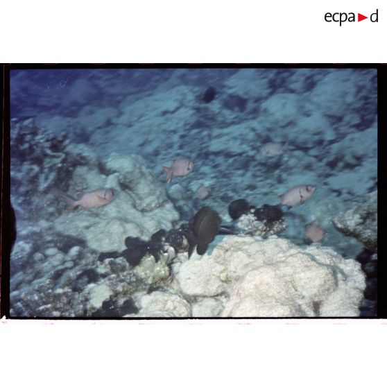 Vue sous-marine dans les eaux polynésiennes de l'océan Pacifique. Poissons Ange dans les coraux.