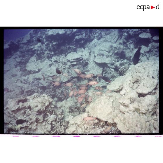 Vue sous-marine dans les eaux polynésiennes de l'océan Pacifique. Poissons Ange dans les coraux.