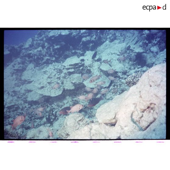 Vue sous-marine dans les eaux polynésiennes de l'océan Pacifique. Poissons Ange dans les coraux.