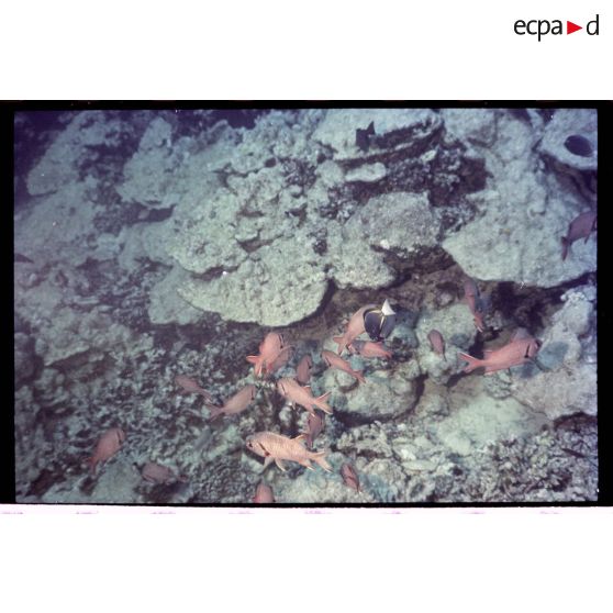Vue sous-marine dans les eaux polynésiennes de l'océan Pacifique. Poissons Ange dans les coraux.