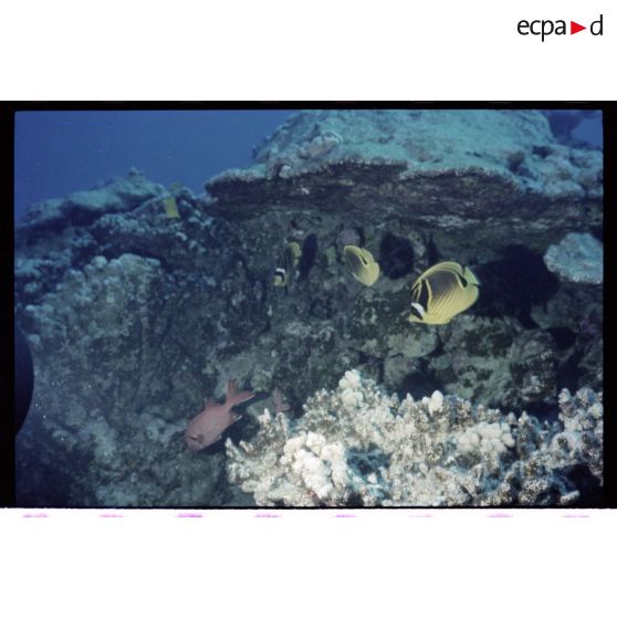 Vue sous-marine dans les eaux polynésiennes de l'océan Pacifique. Poissons Demoiselle et Ange dans les coraux.