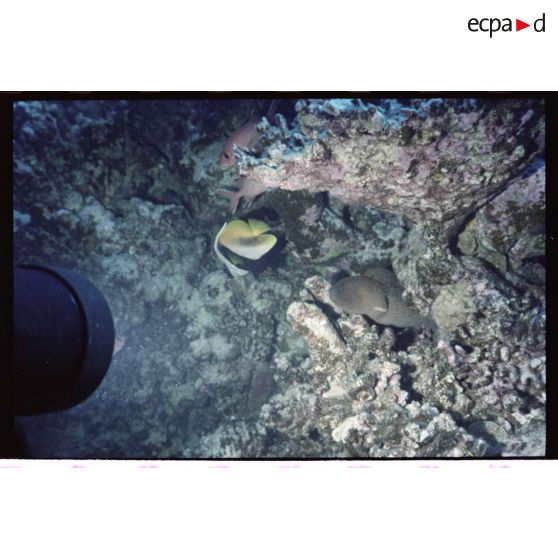 Vue sous-marine dans les eaux polynésiennes de l'océan Pacifique. Poissons Murène, Papillon et Ange dans les coraux.