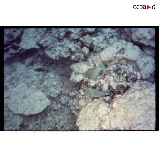 Vue sous-marine dans les eaux polynésiennes de l'océan Pacifique. Poissons Ange dans les coraux.