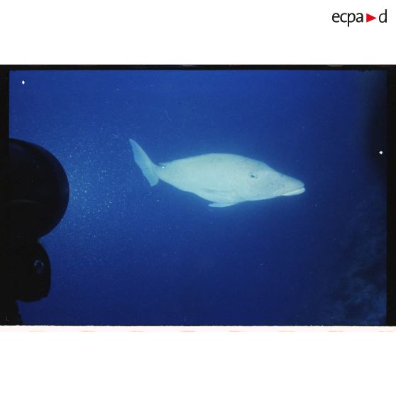 Vue sous-marine dans les eaux polynésiennes de l'océan Pacifique. Poisson Bec de cane à long museau.
