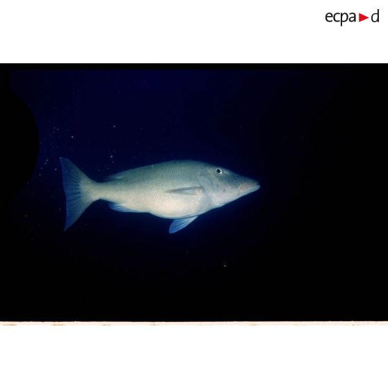 Vue sous-marine dans les eaux polynésiennes de l'océan Pacifique. Poisson Bec de cane à long museau.