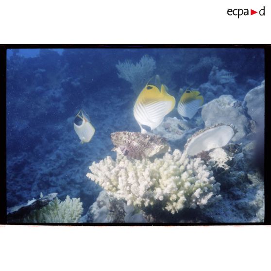 Vue sous-marine dans les eaux  polynésiennes de l'océan Pacifique. Poissons Papillon et coquillage dans les coraux.