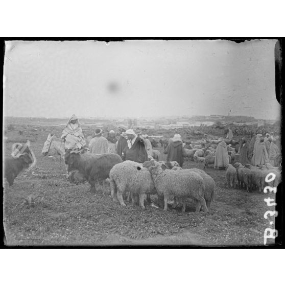 Salé, le marché aux moutons. [légende d’origine]
