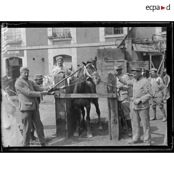Chiry-Ourscamp, Oise, dépôt de remonte. Un cheval rétif est entravé dans un "travail" pour subir la piqure de malleine. [légende d'origine]